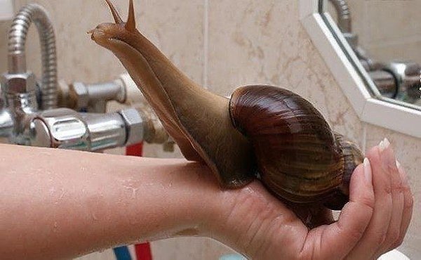 Ахатина гигантская, эта улитка достигает в длину 15—18 см в раковине.