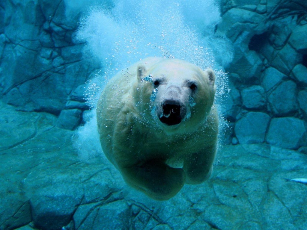 Polar Bear - 5