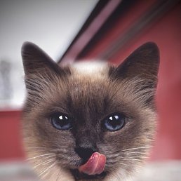 ���������, �������, 32 ����