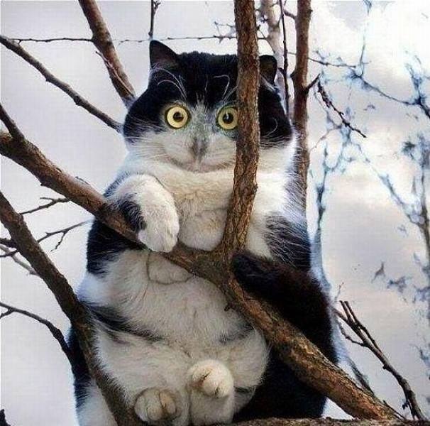   ...   ...  ...  )))