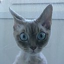 ���� �����, �����-���������, 51 ��� - ��������� 21 ������ 2017 � ������ ������ ��������