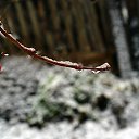 ���� �������, ���������, 74 ���� - ��������� 10 ������� 2017 � ������ ������ ��������