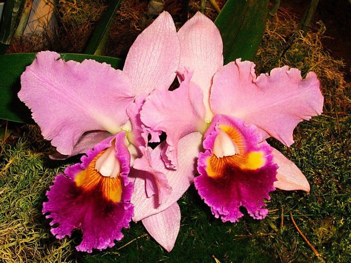 Каталея