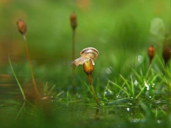 Маленькие жители нашей планеты в объективе фотокамеры! - 7