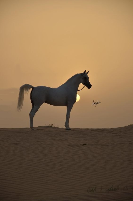  -   ! - 5  2018  02:38