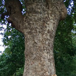 �������, ������, 71 ���