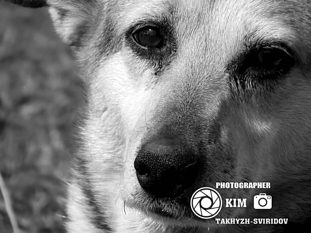 dog walking on the street on white snow #kimbelijru | #pic #photo #photographer #macrophotography ...