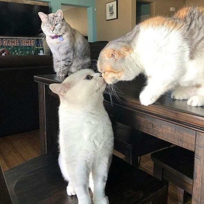 ���� ��������