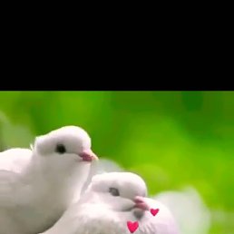 ���� Yusif, ����, 32 ���� - ��������� 29 ����� 2018