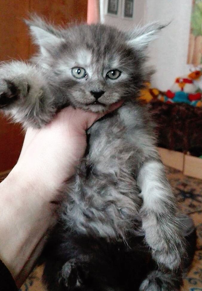 https://fs-play.com/away?to=/sl/YaB   - .89057429907.# #- #mainecoon #- ... - 11