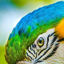 ���� ����������, ���������, 44 ���� - ��������� 19 ������ 2018