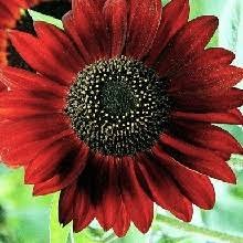 ���� ������, ������, 41 ��� - ��������� 17 ������� 2018