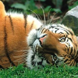 �����, ���������