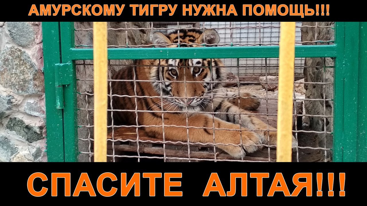 ВСЕМ МИРОМ ВЫРВЕМ ТИГРЕНКА ИЗ ЛАП КРЫМСКОГО ВЕТЕРИНАРА ИВАНОВА.Друзья, прошу помощи в перепосте. ...