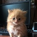 ���� Andrey, ���������, 47 ��� - ��������� 21 ������ 2018