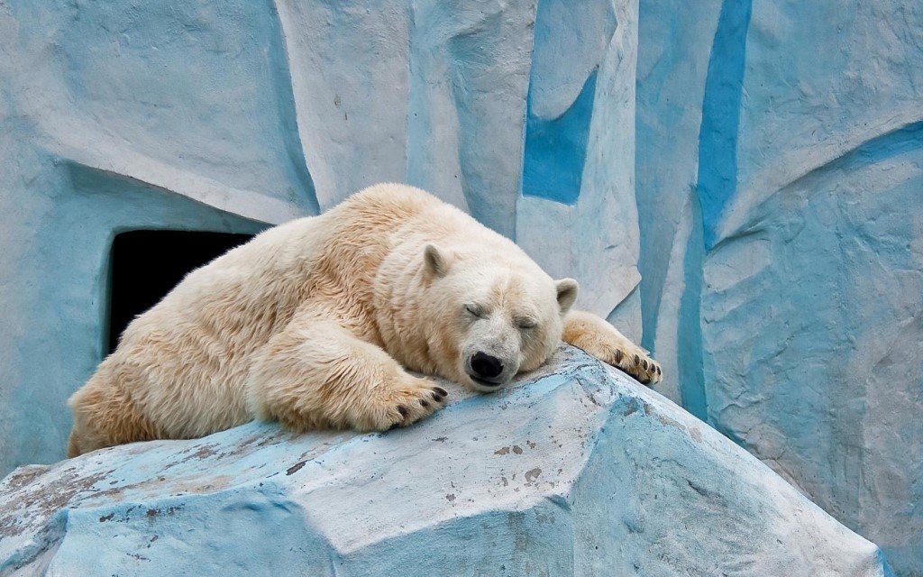 Polar Bear - 6