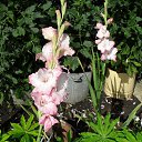 ���� �������, ��������, 41 ��� - ��������� 24 ������ 2017 � ������ �����