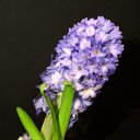 ���� Alexandr, �����-��������� - ��������� 9 ����� 2018 � ������ ������ ��������