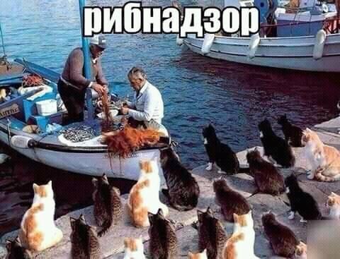 CATS OF ALL - 21  2018  21:20