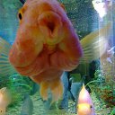 ���� Arif, ����, 69 ��� - ��������� 14 ������ 2018 � ������ ���� ����������