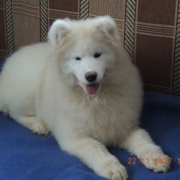 ������� �����, ���������, 81 ���