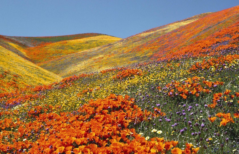  ,  Valley of Flowers        .. ... - 4