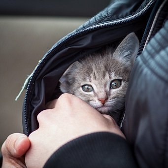 Маленький взъерошенный котёнок.Под кустом свернулся, весь дрожа. Сирота, совсем ещё ребёнок, ...