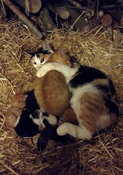 Кошка приняла 3 месячного котенка,который тоже нуждался в любви)