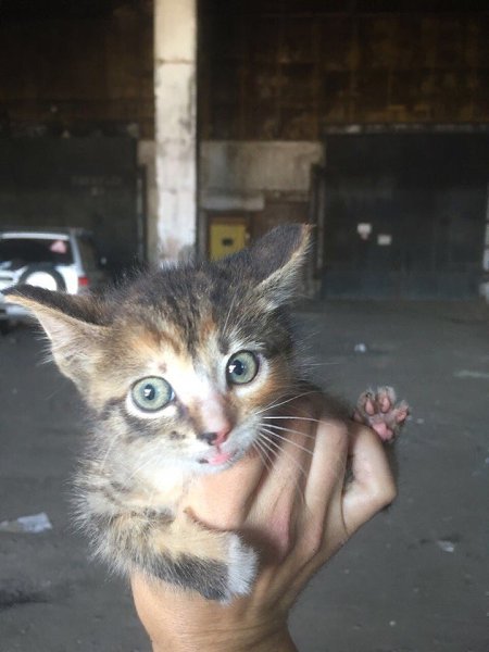 #Безкота_добро.Забралась в машину мужа на трассе... Грязная, блохастая, в ладошку помещалась))) ...
