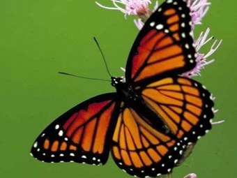 Каждый из нас представляет душу по-разному. Но в одном согласны все: душа легкая и окрыленная. Как ... - 3