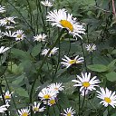 ���� ����, �������, 49 ��� - ��������� 4 ������ 2018 � ������ ���� ����������