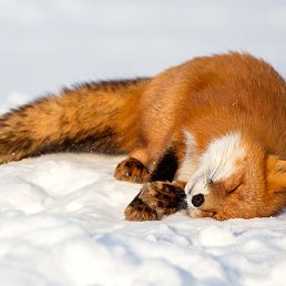 ���� �������, ������-��-����, 64 ���� - ��������� 16 ��� 2018