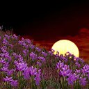 ���� ����, ����������� - ��������� 24 ��� 2018