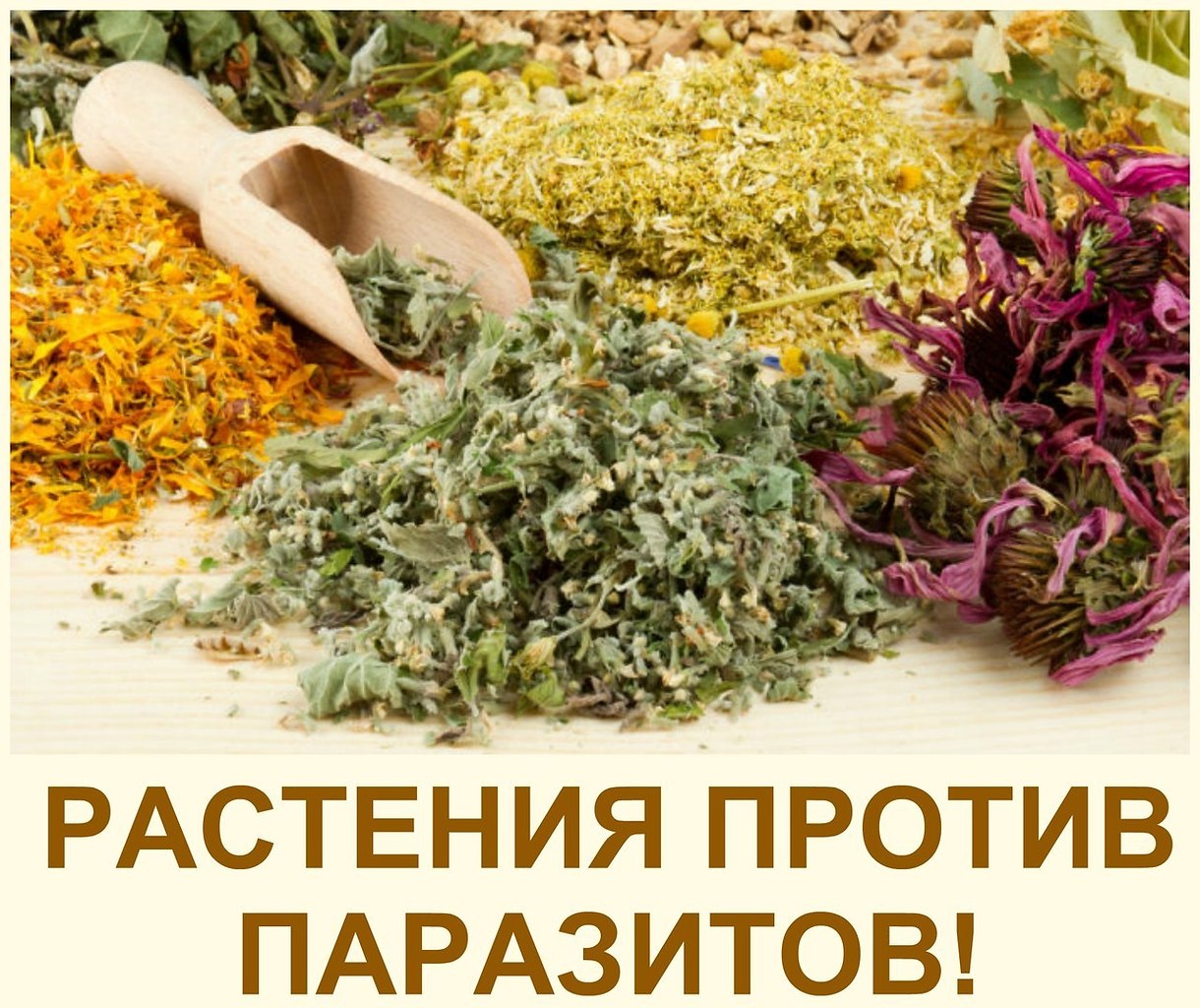 КАК ИЗБАВИТЬСЯ ОТ ГРИБКОВ и ПЛЕСЕНИ В ОРГАНИЗМЕ ЧЕЛОВЕКА. Вытравить грибы из организма человека ...