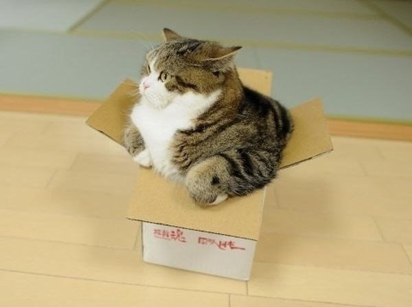 Вся жизнь - коробка, а ты в ней толстый котик.#настроение@ican - 4