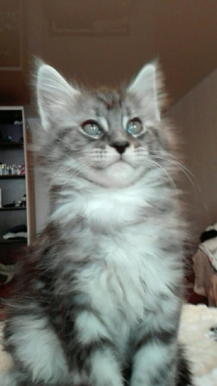 https://fs-play.com/away?to=/sl/YaB   - .89057429907.# #- #mainecoon #- ... - 12