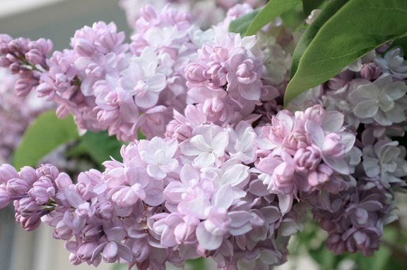 Краски жизни! - 8 мая 2018 в 18:13