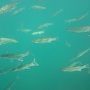 ���� Muslim, �������� - ��������� 17 ���� 2018 � ������ ���� ����������