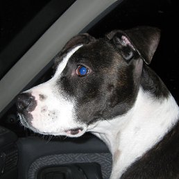 �������, ���������, 44 ����