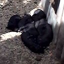 ���� �������, �������, 53 ���� - ��������� 6 ���� 2018 � ������ ���� ����������