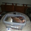 ���� �������, ������, 61 ��� - ��������� 7 ������ 2018