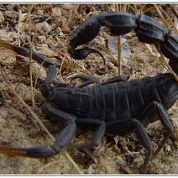 �����, ������