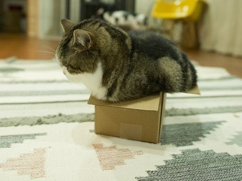Вся жизнь - коробка, а ты в ней толстый котик.#настроение@ican - 5