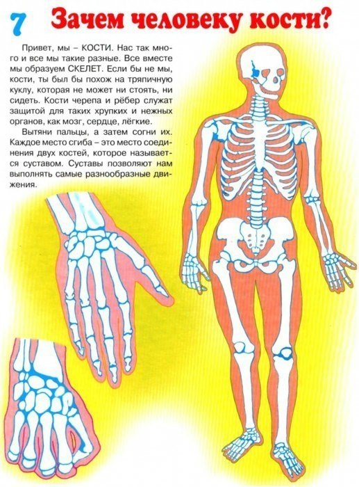 Организм конспект. Строение человека для детей. Анатомия человека для детей в картинках. Анатомия для детей дошкольного возраста. Строение человека для дошкольников.