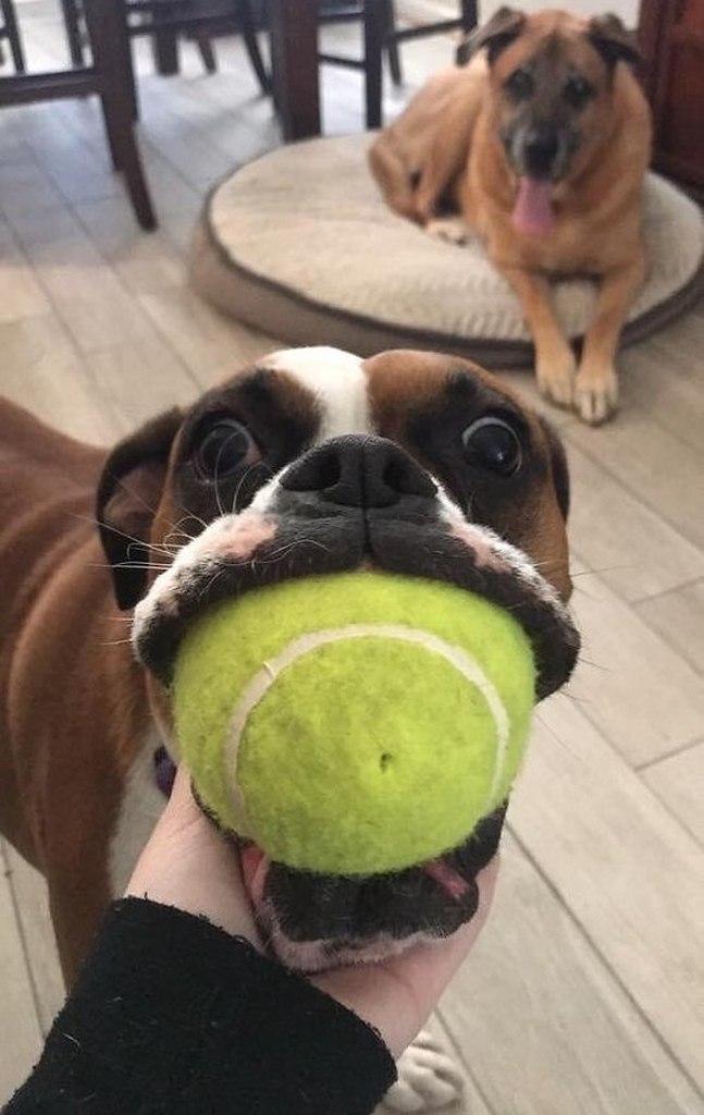 Иногда собаки бывают слишком азартны