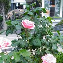  , , 60  -  28  2018   , ,,28.05.18. 08.30. 