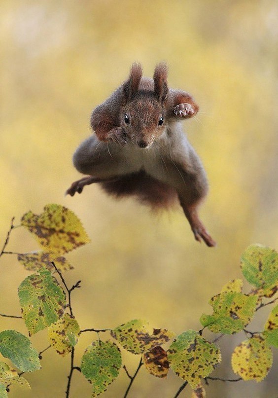  Comedy Wildlife Photography Awards     . - 6