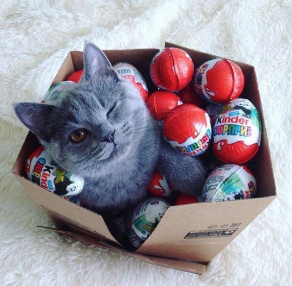 #realkindersurprisecat