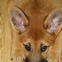  Jiurij, , 62  -  24  2018   pitomci