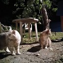 ���� ������, ��������, 60 ��� - ��������� 9 ������ 2018 � ������ ����ۻ